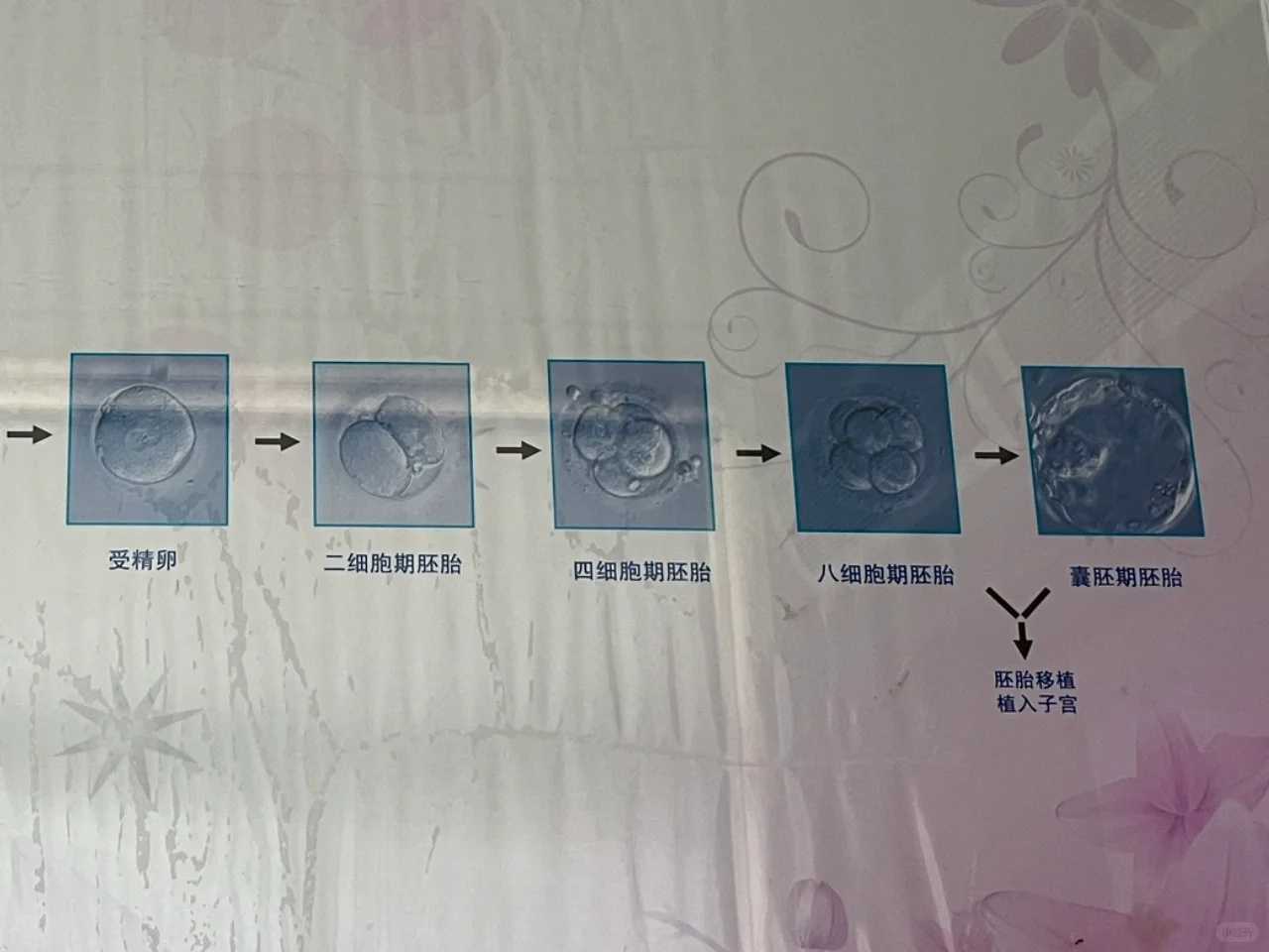 天津试管代孕成功概率大吗,试管婴儿移植完应该什么时候才能检查出怀孕_上海